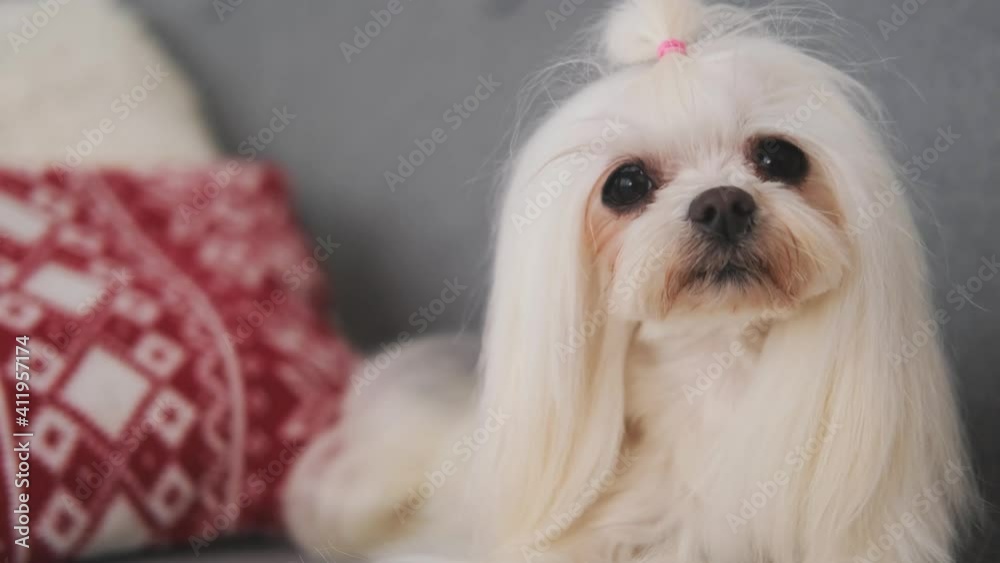 Close up view of maltese dog lying on sofa indoors Close up view of maltese dog lying on sofa indoors