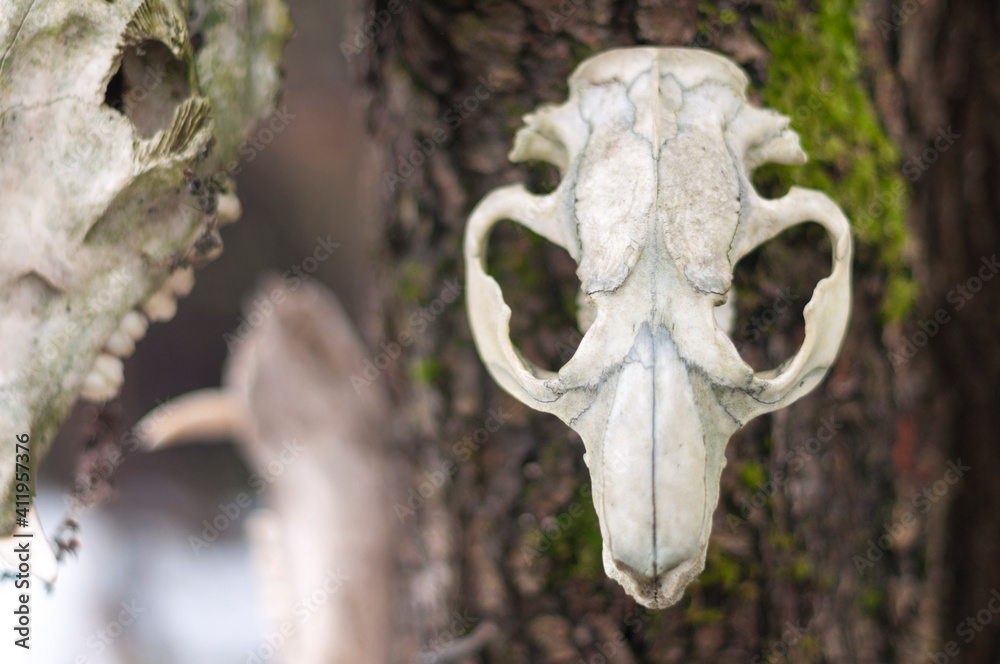 Bone totem in the middle of the forest Bone totem in the middle of the forest