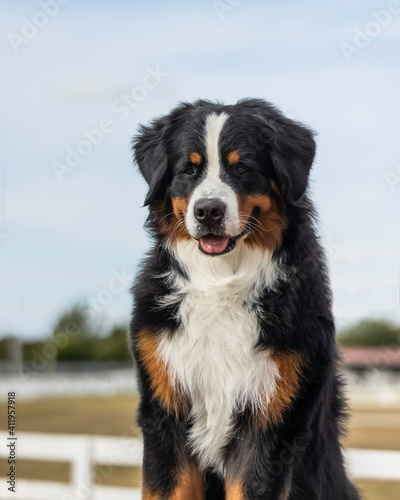 Bernese Mountain Dog head with blue sky behind