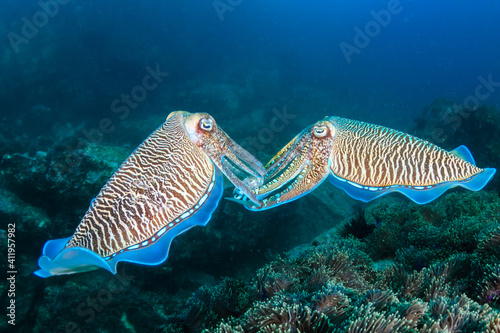 Bild auf Leinwand Pair of Cuttlefish on the coral reef at Black Rock in the Mergui Archipelago of