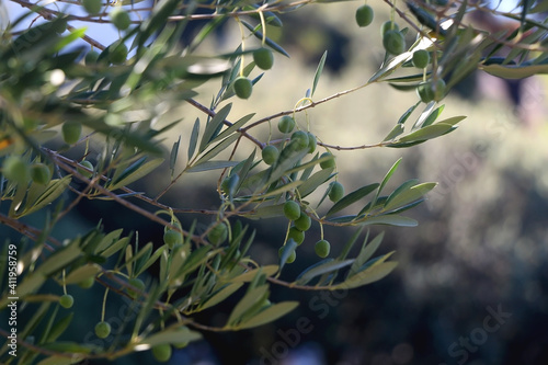 Olive tree branches. Selective focus.