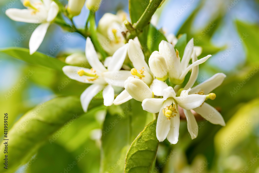 Fresh orange tree blossom, citrus fruit flower Fresh orange tree blossom, citrus fruit flower