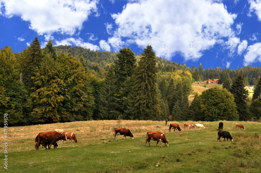 Fototapeta premium Cows on green field with forest and blue sky in the background