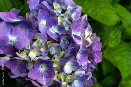 flowers in the garden