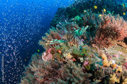 Common Lionfish on a coral reef at Black Rock in the Mergui Archipelago  Myanmar