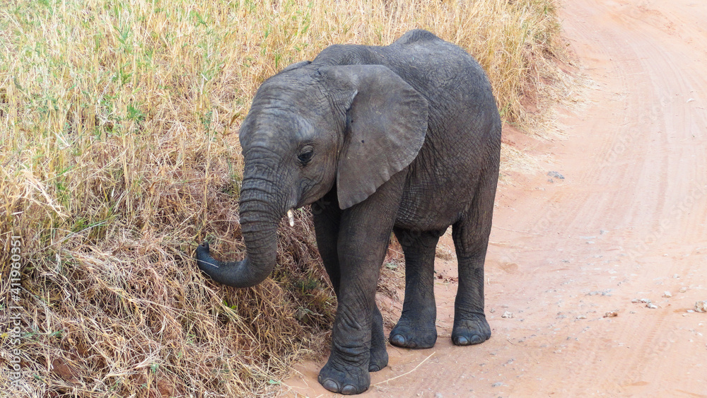 Fototapeta premium african elephant calf