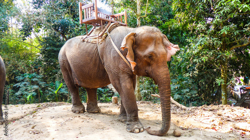 Photography elephants in the zoo