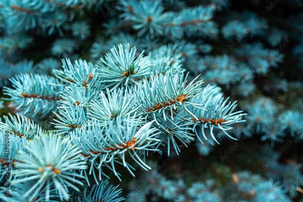 pine tree branches pine tree branches