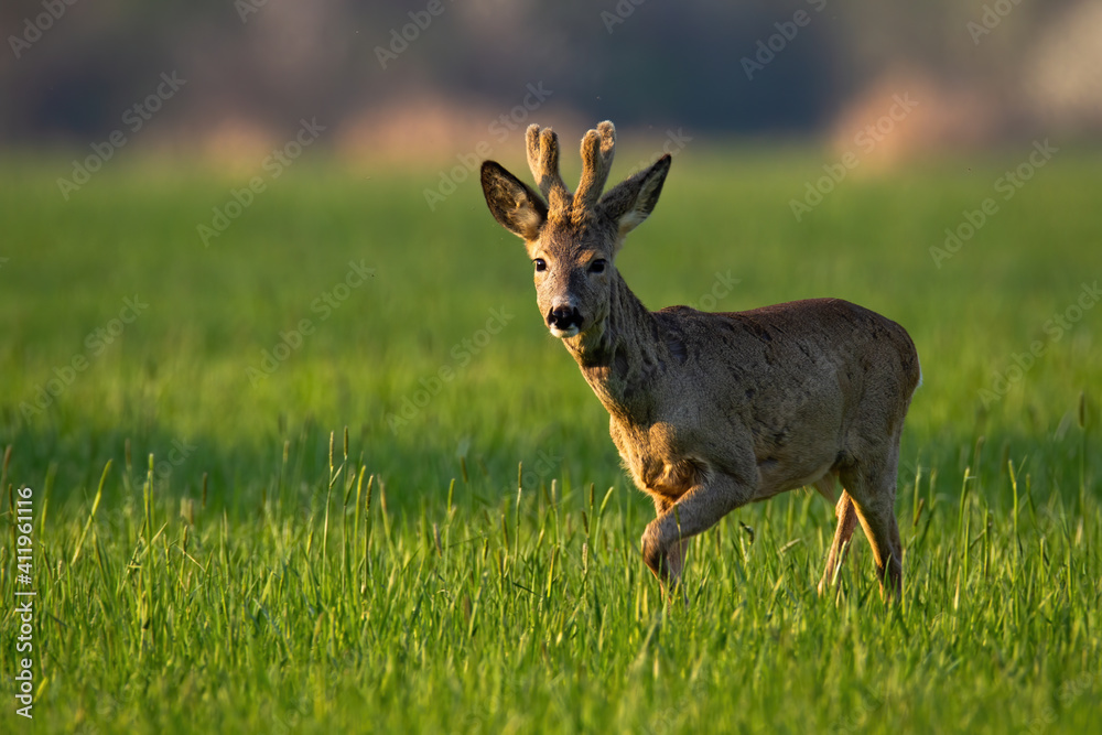 Roe deer, capreolus capreolus, buck with velvet antlers walking on grass in spring. Animal wildlife moving on sunny meadow. Wild mammal marching on glade in sunlight Roe deer, capreolus capreolus, buck with velvet antlers walking on grass in spring. Animal wildlife moving on sunny meadow. Wild mammal marching on glade in sunlight