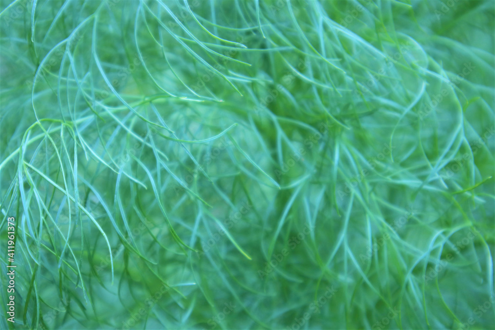 green grass close-up, dew drops glade, background. green grass close-up, dew drops glade, background.