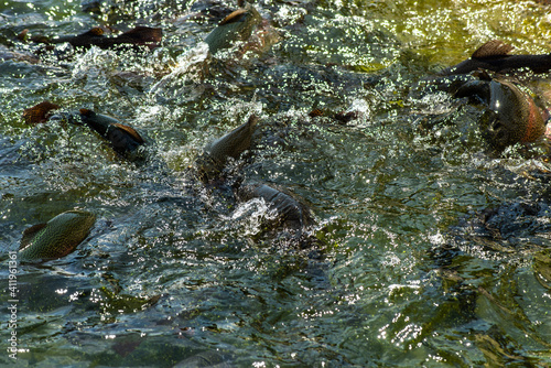fishes flowing in the river