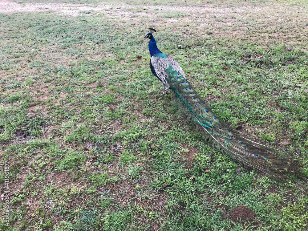 Obraz premium peacock in the grass