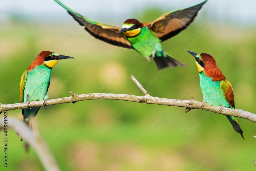 Obraz premium trinity of funny colored birds