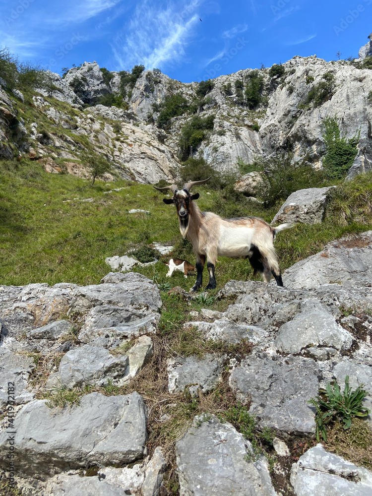 Mountain goat on the Cares Gorge Trail. The Cares Route, placed in the very heart of Picos de Europa National Park, also known as “La Garganta Divina” (The Divine Gorge). Mountain goat on the Cares Gorge Trail. The Cares Route, placed in the very heart of Picos de Europa National Park, also known as “La Garganta Divina” (The Divine Gorge).