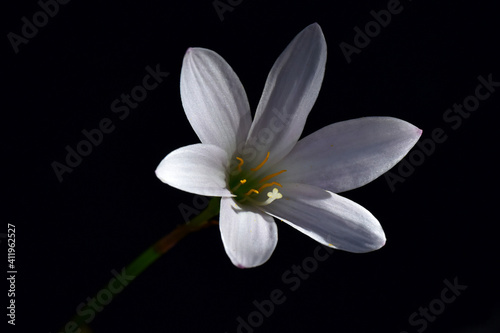 Fototapeta Naklejka Na Ścianę i Meble -  Alone beautiful white lily flower on dark backgorund