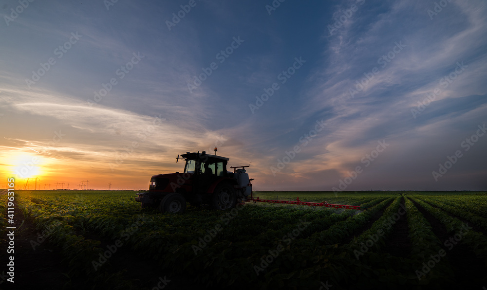 Tractor spraying soy field in sunset. Tractor spraying soy field in sunset.
