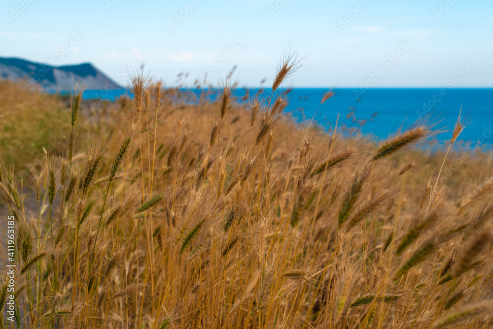 reeds on the beach