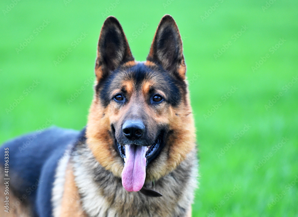 a nice and strong shepherd dog a nice and strong shepherd dog