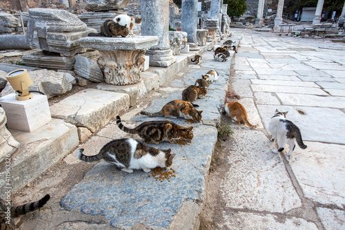 Ephesus ancient city and cats