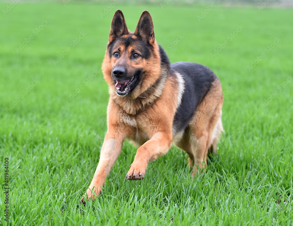 a nice and strong shepherd dog 