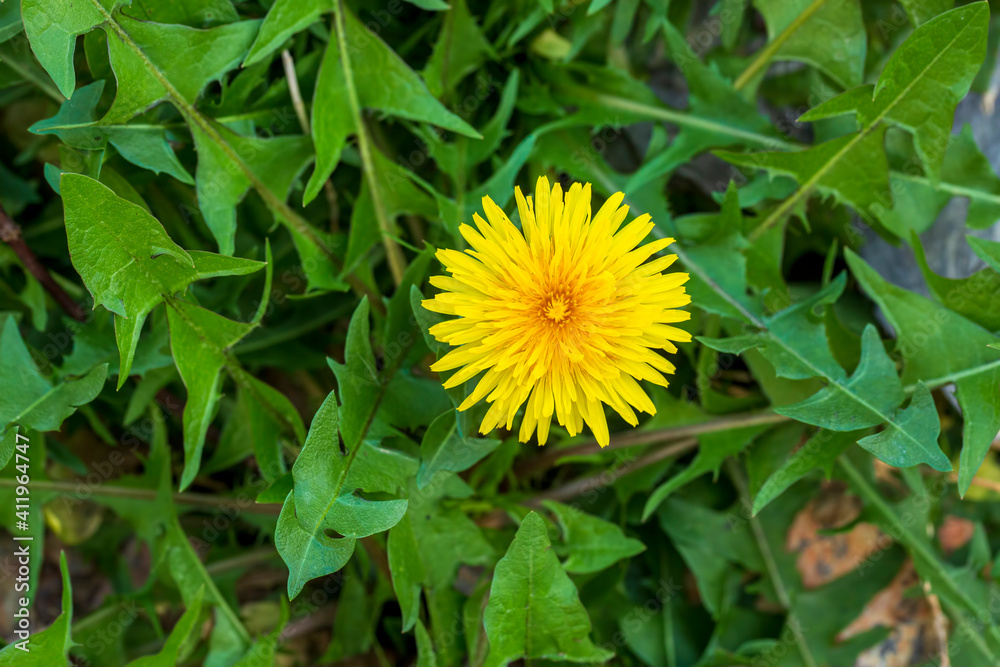 Dandelion, taraxacum officinale, flower on spring meadow. Dandelion blossom in green grass on the field. Spring time concept with blooming dandelion