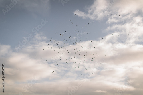 a flock of seagulls in the sky © Myroslava