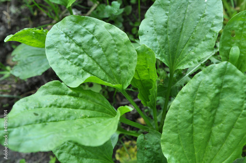 In nature, the plantain (Plantago cornutii) is growing photo