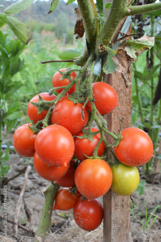 Tomatoes are grown in the open ground