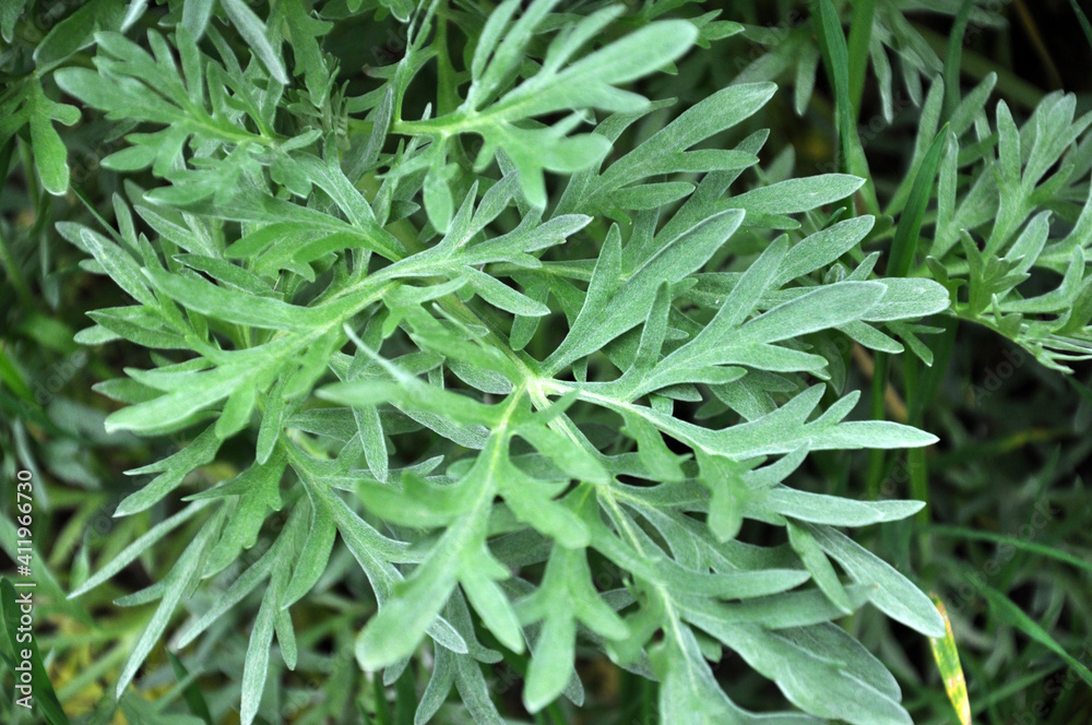 Bitter wormwood (Artemisia absinthium) bush grows in nature Bitter wormwood (Artemisia absinthium) bush grows in nature