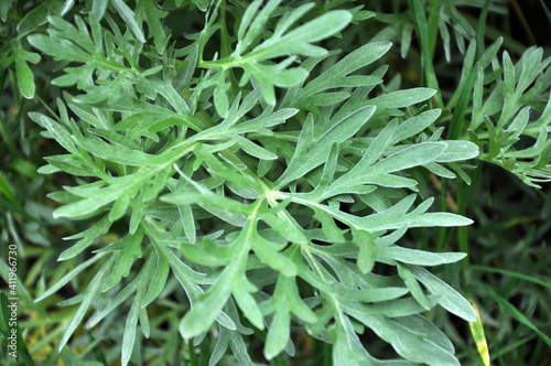 Bitter wormwood (Artemisia absinthium) bush grows in nature
