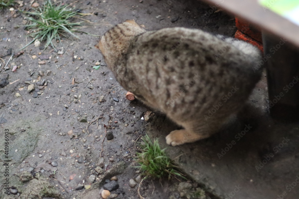 Obraz premium the cat is sitting in the garden