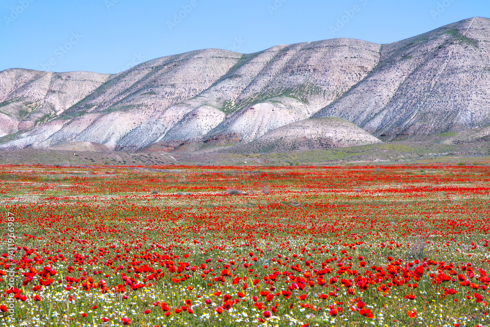 Beautiful red poppy flower field in colorful spring. Beautiful red poppy flower field in colorful spring.