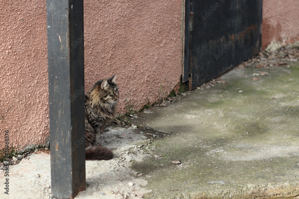 the cat is sitting in the garden the cat is sitting in the garden