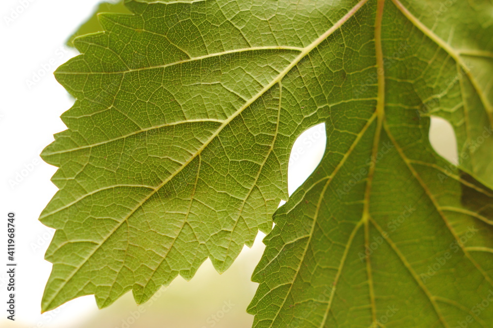 hojas de parra, arbol de uvas, hojas verdes, primer plano hojas de parra, arbol de uvas, hojas verdes, primer plano