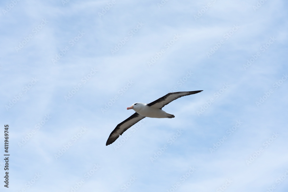 The Black-brow Albatross (Diomedea melanophris) The Black-brow Albatross (Diomedea melanophris)