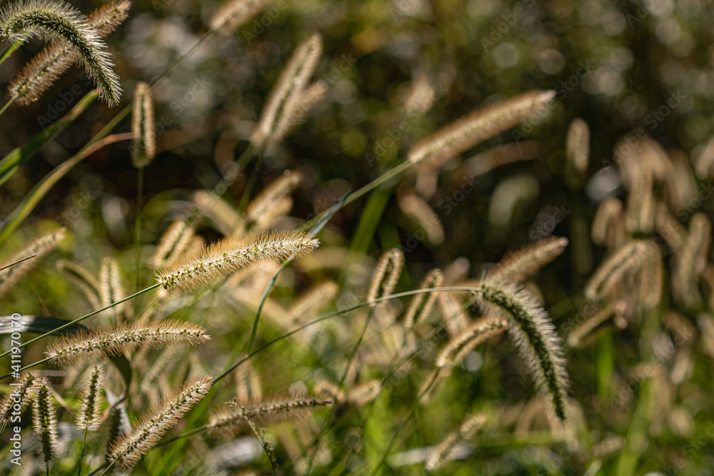 close up of a field of bushgrass 