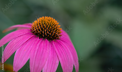 closeup of purple coneflower in full bloom