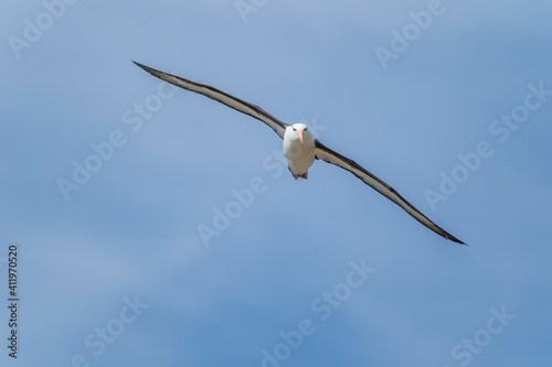 The Black-brow Albatross (Diomedea melanophris)