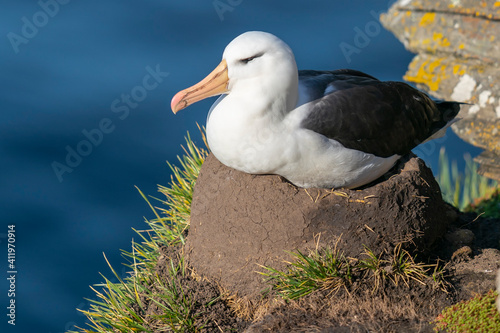 The black-browed albatross (Thalassarche melanophris) photo