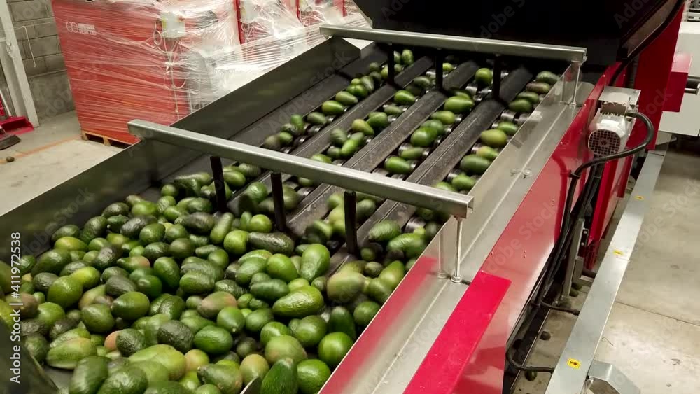 Piezas de aguacate rodando frutos en la línea de envasado