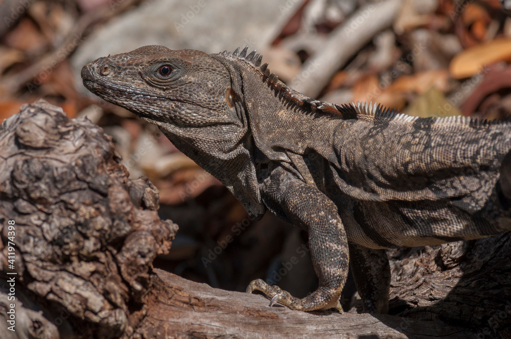 Iguana adulta en Yucatán, Mexico. Iguana adulta en Yucatán, Mexico.