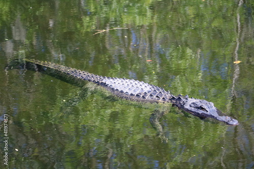 Swimming Alligator in Everglades National Park, Florida USA