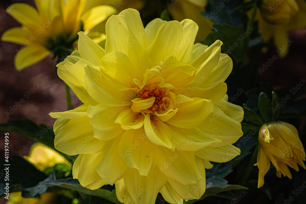 Obraz premium bright yellow dahlia flower