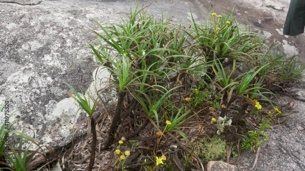 Local flora - grass and small flowers, most of it endemic to Madagascar growing over rocks in Andringitra National Park as seen during trek to peak Boby Local flora - grass and small flowers, most of it endemic to Madagascar growing over rocks in Andringitra National Park as seen during trek to peak Boby