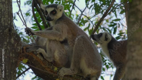 Ring-tailed lemur (Lemur catta) walks up tree branch, another animal sitting there