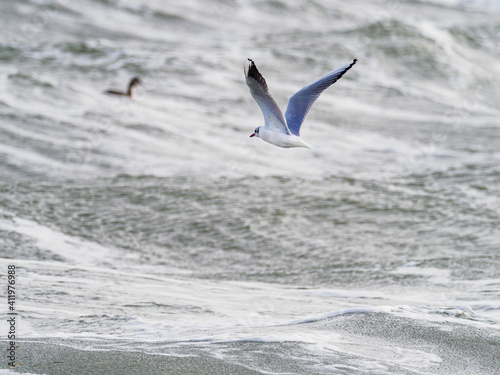 a seagull flies in a storm over the baltic sea