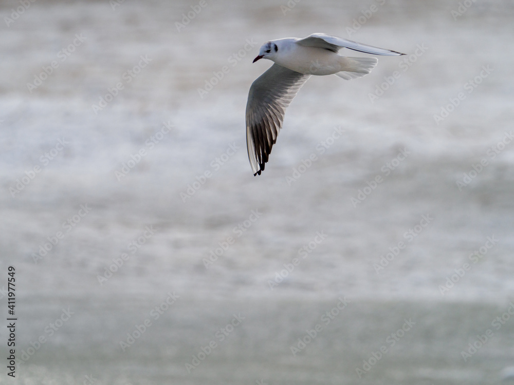 a seagull flies in a storm over the baltic sea