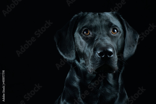 Black Labrador Portrait on black background