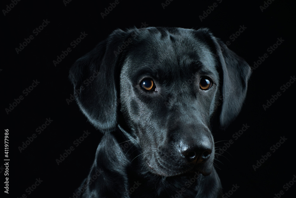 Black Labrador Portrait on black background