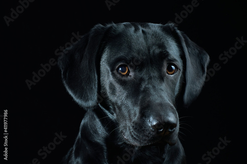 Black Labrador Portrait on black background